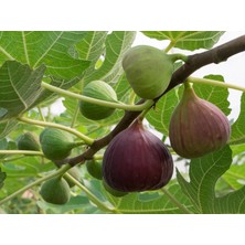 Gökalp Incir Fidanı 4 Yaşında 100 cm 150 cm