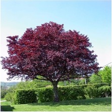 Süs Eriği Fidanı 150CM-200CM