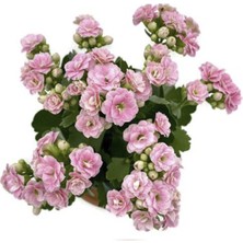 Açık Pembe Kalanşo Çiçeği 20CM-40CM