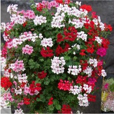 10 Adet Karışık Sakız Sardunya Fidesi 5CM-15CM