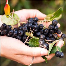 Nero Aronia Berry Fidanı 40-60 cm