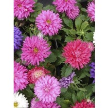 Saray Patı Pembe 30 Adet