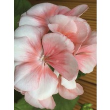 Alacalı Yapraklı Sardunya 20 cm 40 cm