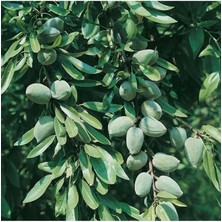 Turna Badem Fidanı 5 Yaş 150 cm 200 cm