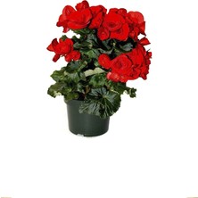 Kırmızı Katlı Begonya Çiçeği Fidanı 20CM-40CM