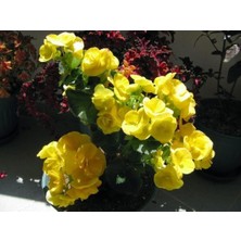 Sarı Katlı Begonya Çiçeği Fidanı 20CM-40CM