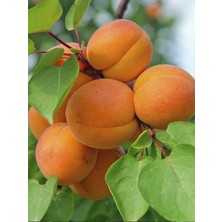 Orange Ruby Kayısı Ağacı Fidanı 5 Yaş 150 cm 200 cm
