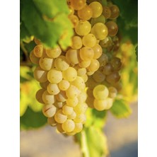 Narince Aşılı Üzüm Fidanı