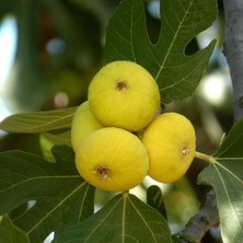 Sarı Lop Incir 4 Yaş 100-150CM