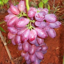 Kırmızı Parmak Üzüm Fidanı 80 cm 100 cm