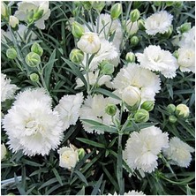 Beyaz Karanfil Çiçeği 40CM-60CM