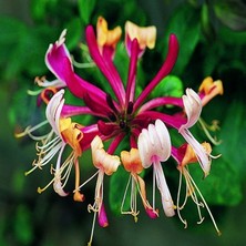 Kırmızı Beyaz Sarı Hanımeli Çiçeği Fidanı Saksılı 40CM-60CM