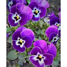 Mor Hercai Çiçeği Fidesi 5CM-15CM 30 Adet