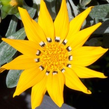 Sarı Gazanya Çiçeği Fidesi 5CM-15CM 10 Adet