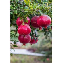 Hicaz Nar Fidanı 150 cm 200 cm