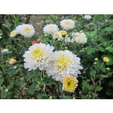 Beyaz Bodur Kasımpatı Çiçeği 20CM-40CM - Krizantem