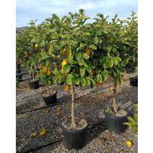 Alacalı Limon Ağacı Fidanı 80 cm 100 cm (Saksıda)