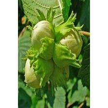 Palaz Fındık Fidanı 150 cm 200 cm