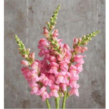 Pembe Aslanağzı Çiçeği Fidesi 5CM-15CM 10 Adet