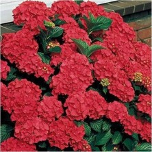 Kırmızı Ortanca Çiçeği Fidanı Saksılı 40CM-60CM