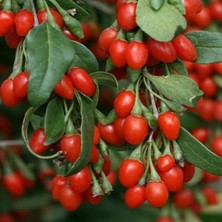 Kırmızı Gojiberry Fidesi 40CM-60CM