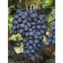 Kömüş Memesi Üzüm Fidanı 2 Yaş 40 cm 60 cm