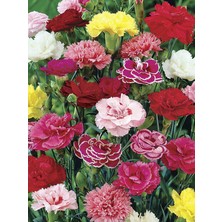 Karanfil Fide Karışık Renk 30 Adet