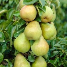 Comice Armut Fidanı 5 Yaş