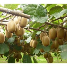 Tomori Erkek Kivi Fidanı 150-200CM