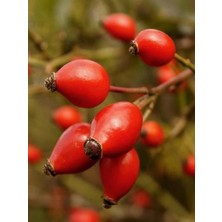 Rosa Canina Kuşburnu Fidanı 40 cm 60 cm