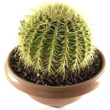 Altın Top Kaktüs Küçük Boy