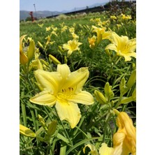 Hemerocallis Çiçeği - Sarı Ortanca Küçük Boy Iihal