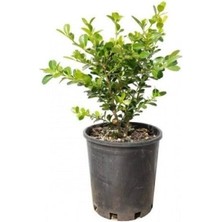 Hızlı Büyüyen Şimşir Fidanı 60CM-80CM Genişlik 60CM