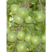 Istanbul Papaz Erik 5 Yaş 150-200 cm