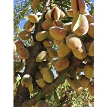 Ne Plus Ultra Badem Fidanı 3 Yaş 100 cm 120 cm