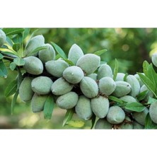 Texas Badem Fidanı 5 Yaş 150-200 cm