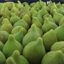 Izmir Bardacık Incir Fidanı 2 Yaşında 40 cm 60 cm