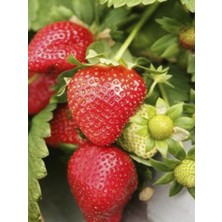 Çilek Fragaria Festival Fidesi 10 Adet