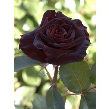 Bordo Yediven Gül Fidanı Kokulu 40CM-60CM