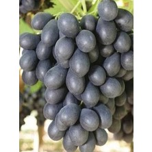 Antep Karası Üzüm Fidanı 2 Yaş 40 cm 60 cm