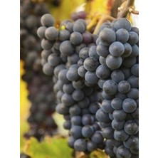 Edinçik Karası Üzüm Fidanı 2 Yaş 40 cm 60 cm