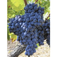 Royal Aşılı Üzüm Fidanı 40 cm 60 cm