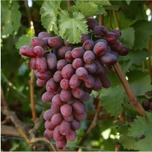 Crimson Seedless Aşılı Üzüm Fidanı 40 cm 60 cm