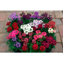 Yer Minesi Fidesi 30 Adet 5-15CM