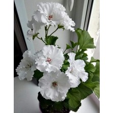 Beyaz Yumrulu Begonya Çiçeği 20CM-40CM