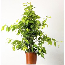 Yeşil Benjamin Fidanı (Salon / Ofis) 80CM-100CM