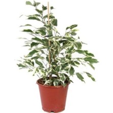 Alacalı Benjamin Ağacı Fidanı (Salon / Ofis) 100CM-120CM