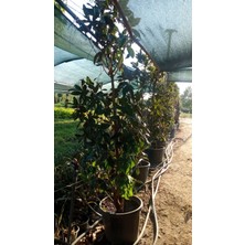 Aşılı Manolya Ağacı 200CM 250 cm