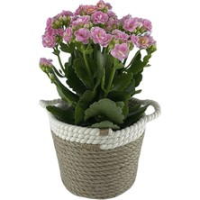 Pembe Kalanşo Çiçeği 20CM-40CM