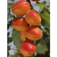 Ithal Kayısı Ağacı Fidanı 3 Yaş 100 cm 120 cm